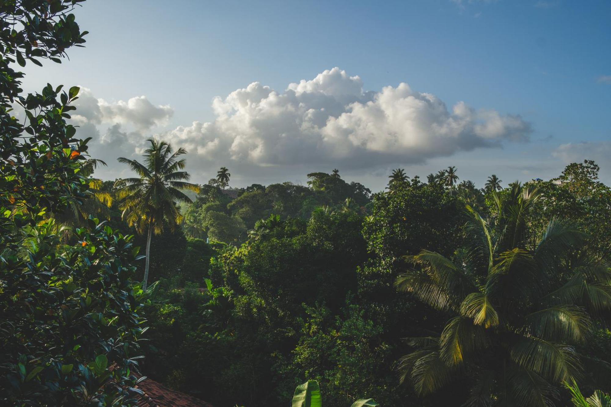 The Jungle View Hotel Mirissa Eksteriør billede