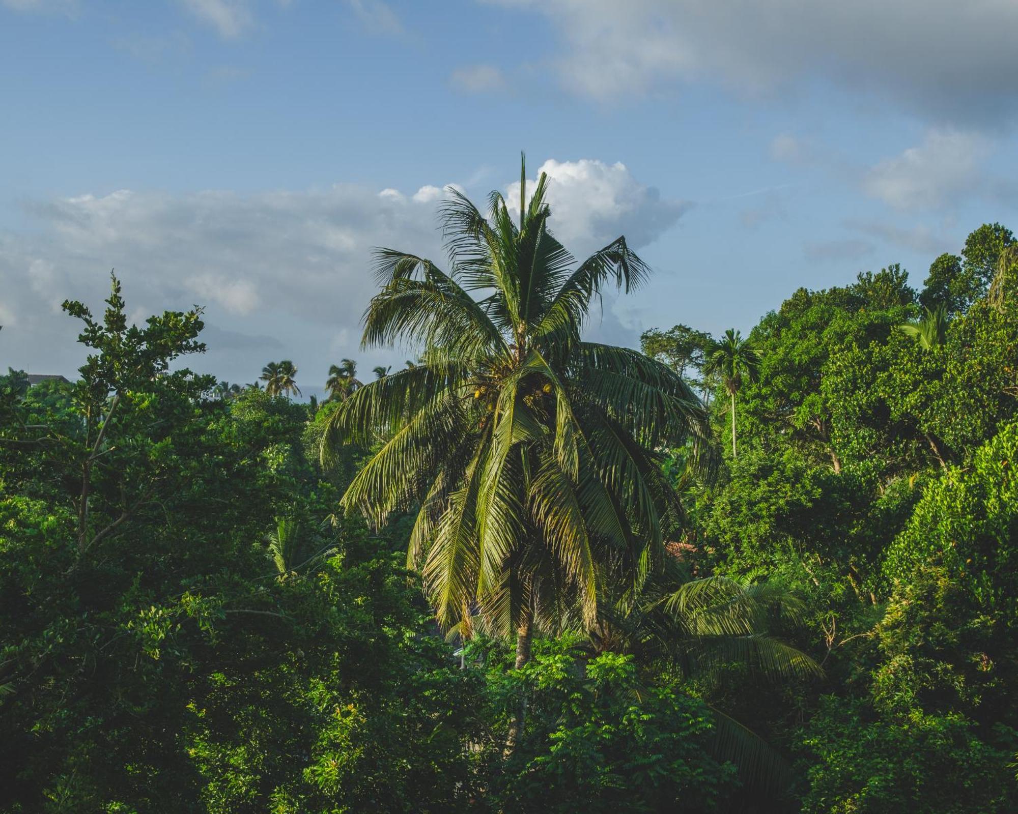 The Jungle View Hotel Mirissa Eksteriør billede
